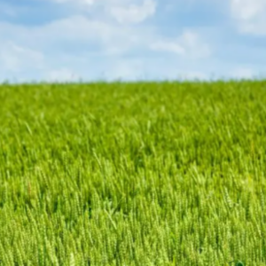 green field